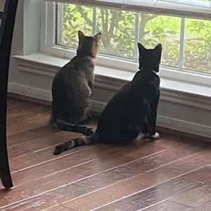 Meet your Posher, Genie